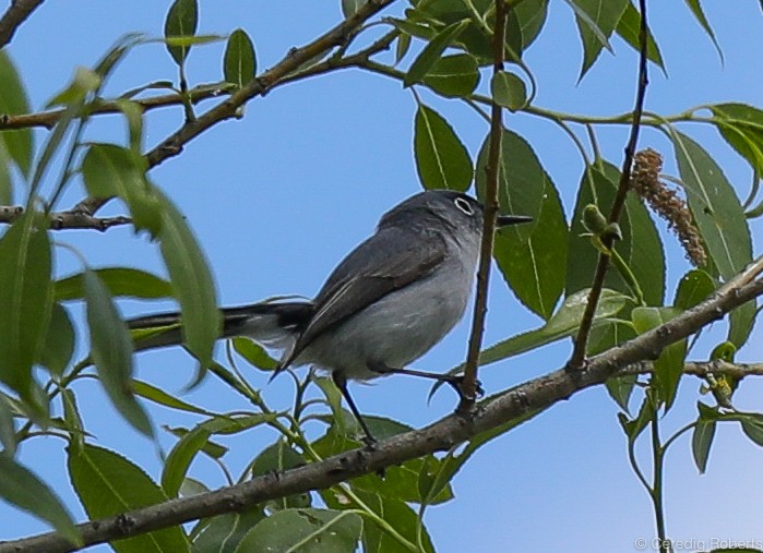 Gobemoucheron gris-bleu - ML161888581