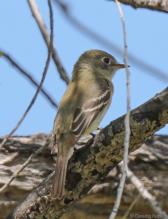 Dusky Flycatcher - Ceredig  Roberts