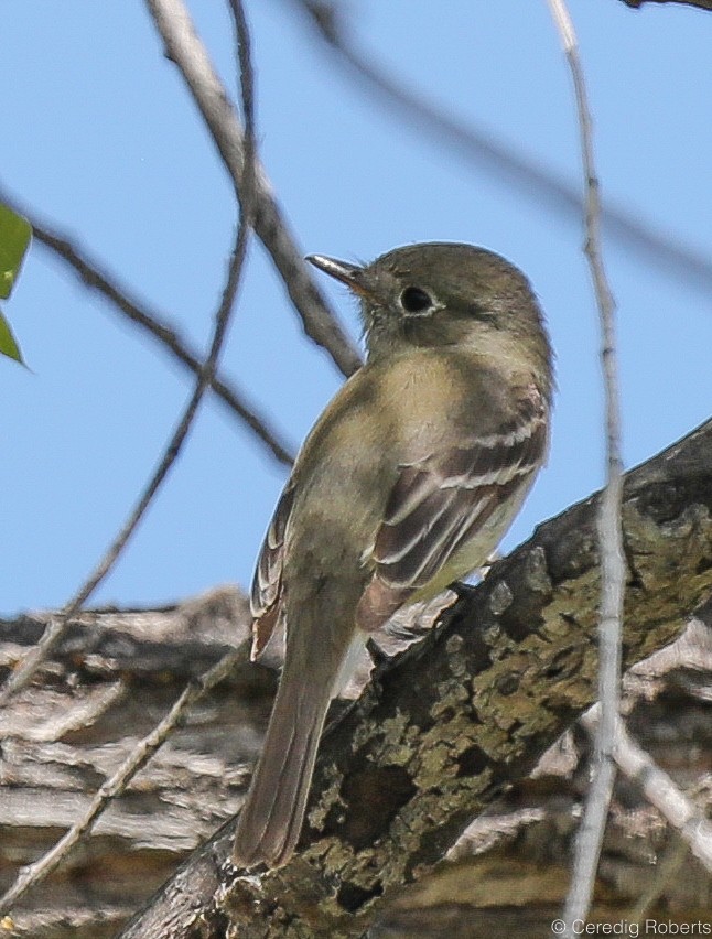 Dusky Flycatcher - ML161888641