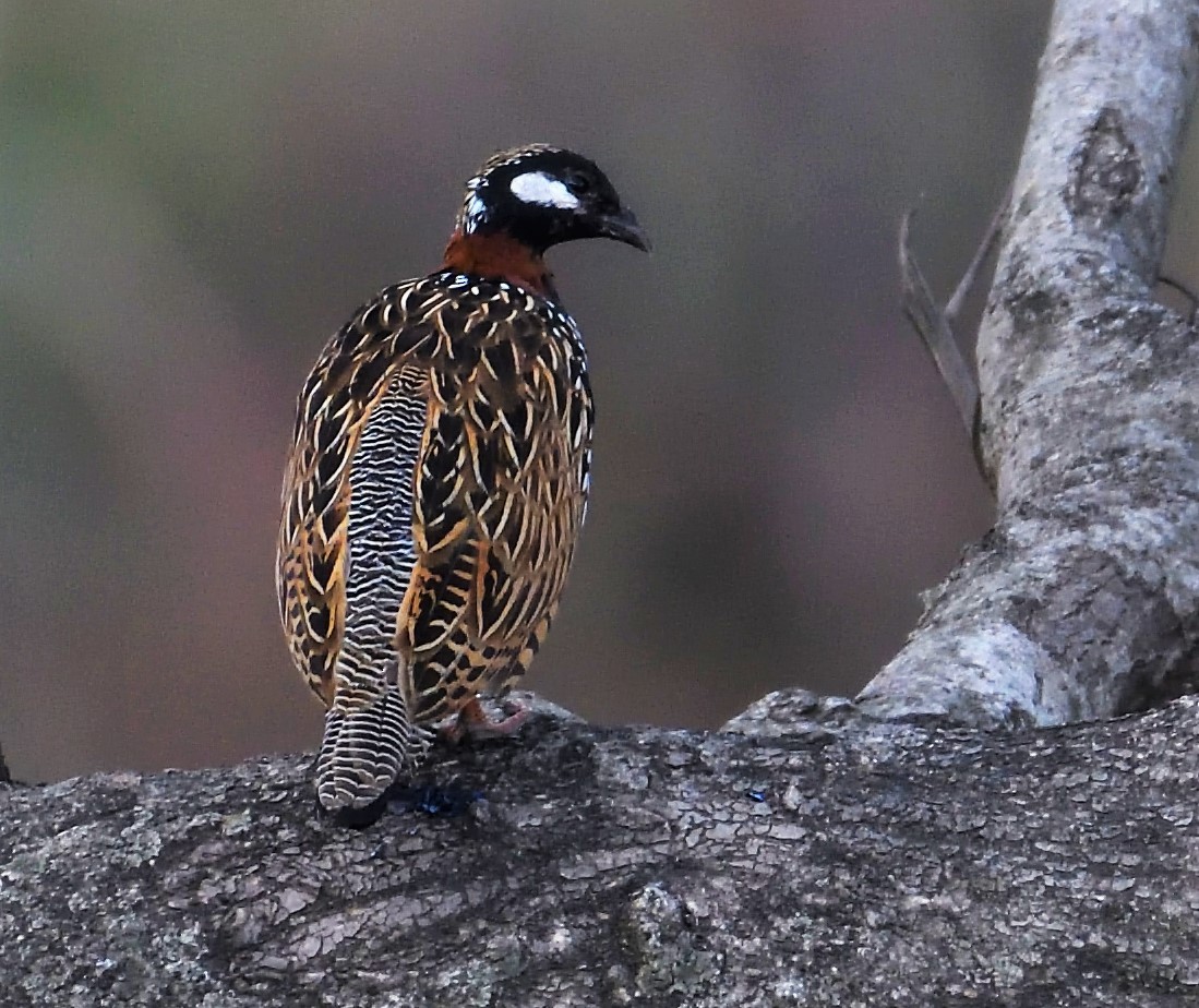 Black Francolin - VIJAY S