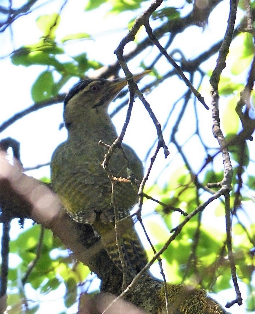 Scaly-bellied Woodpecker - ML161888971