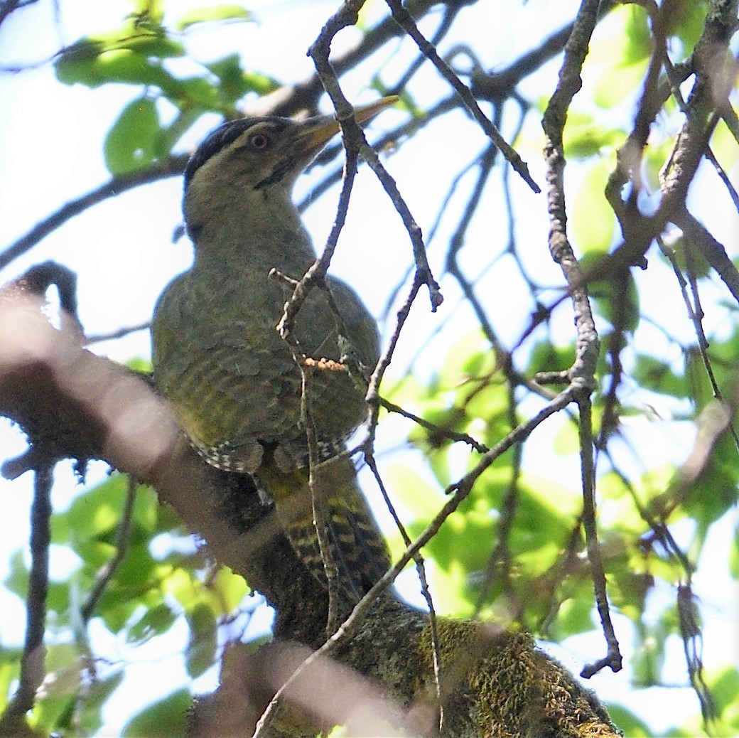 Scaly-bellied Woodpecker - ML161888981