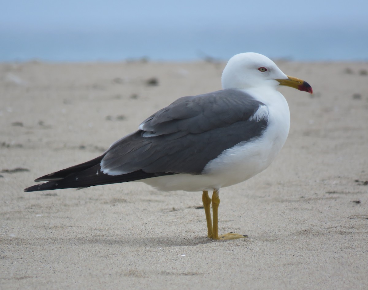 Black-tailed Gull - ML161889391