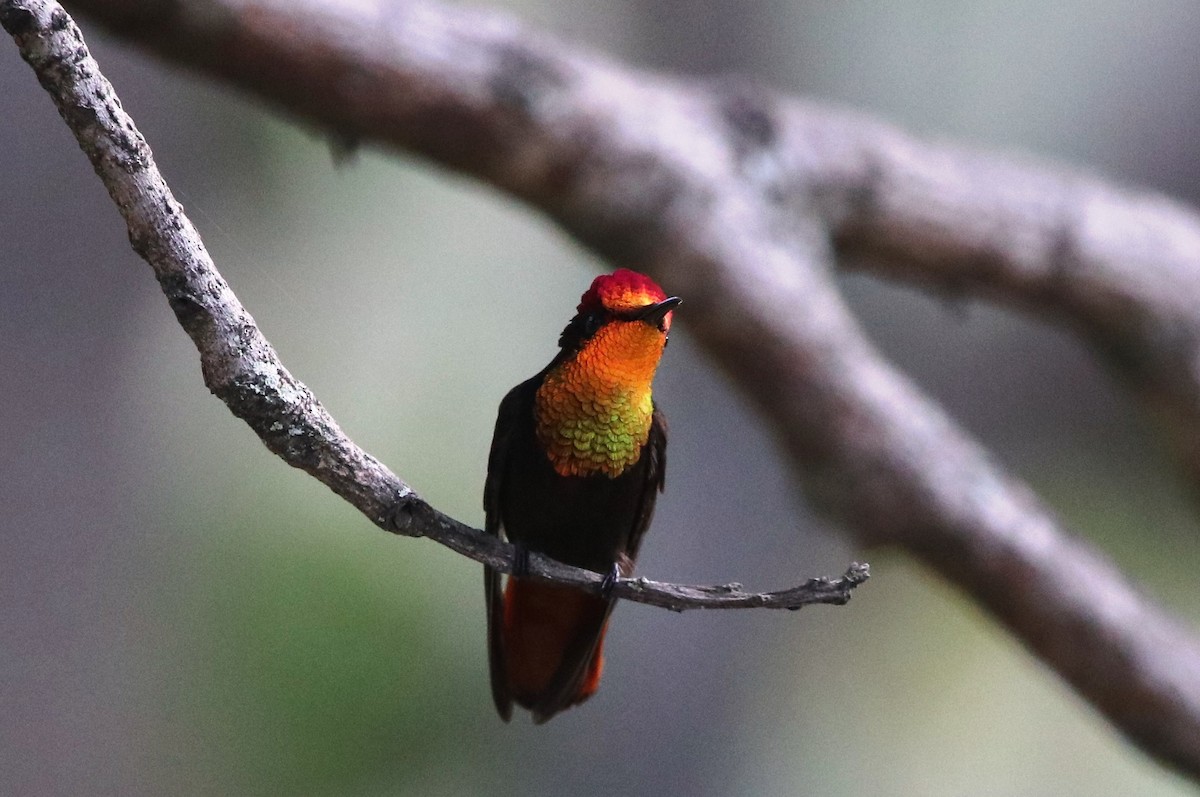 Ruby-topaz Hummingbird - Jason Fidorra