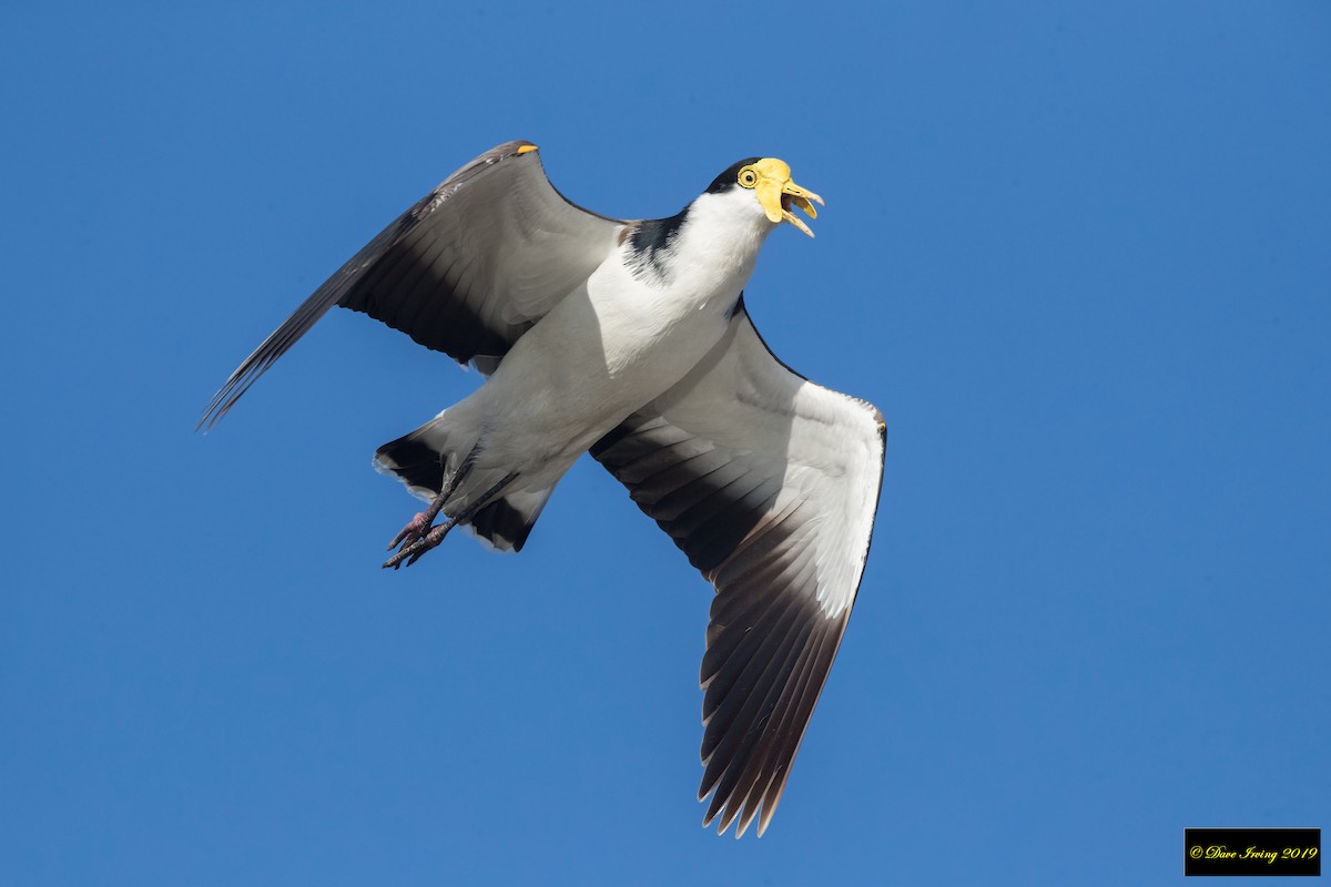 Masked Lapwing - ML161890031