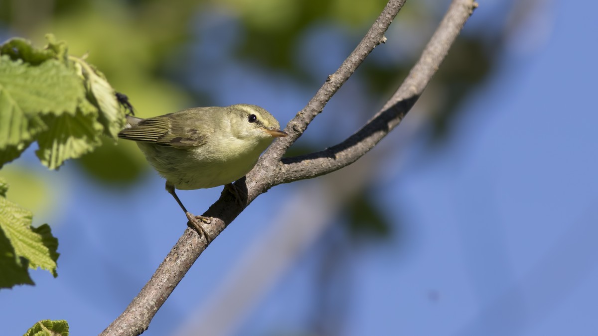 Green Warbler - birol hatinoğlu