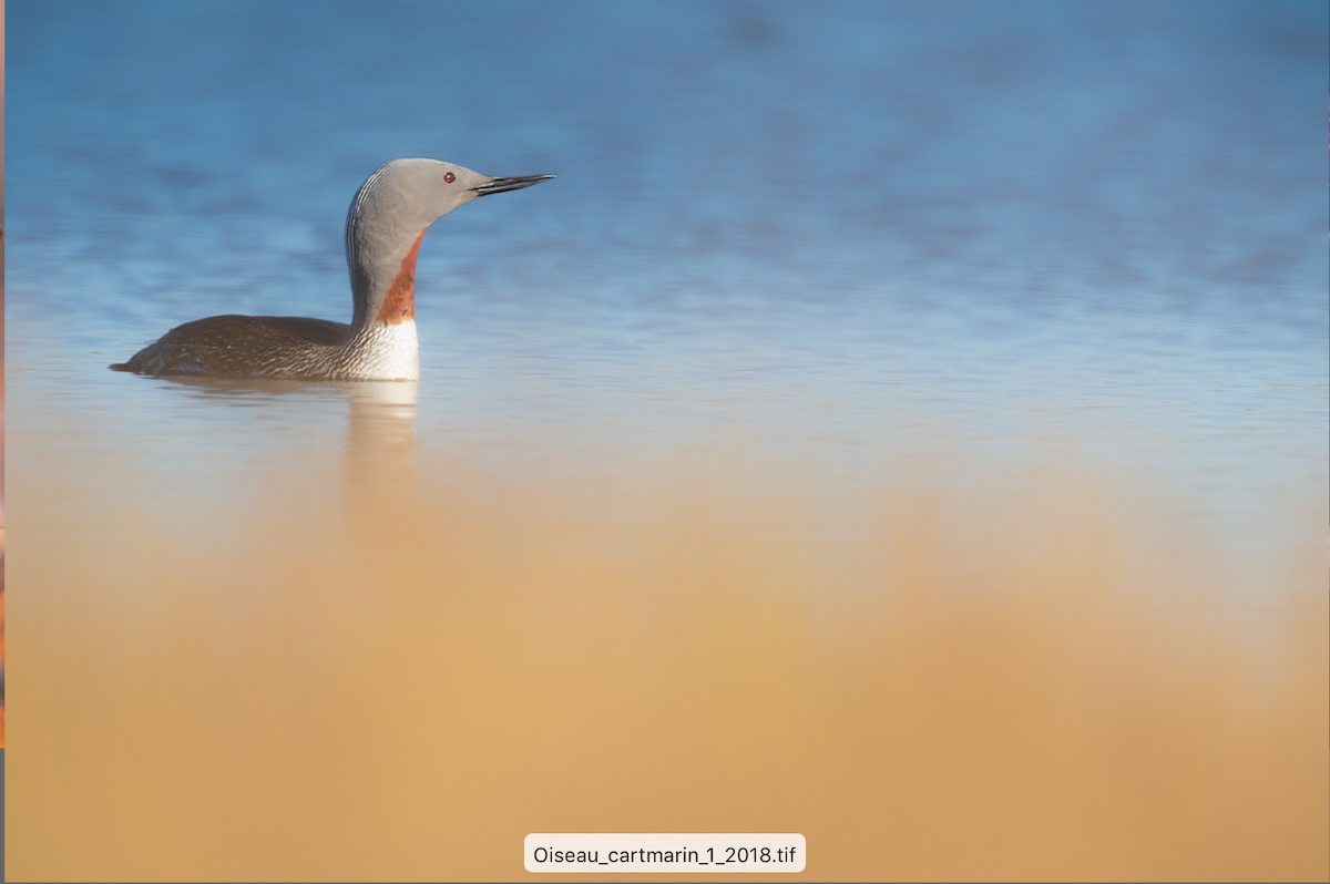 Red-throated Loon - ML161891171