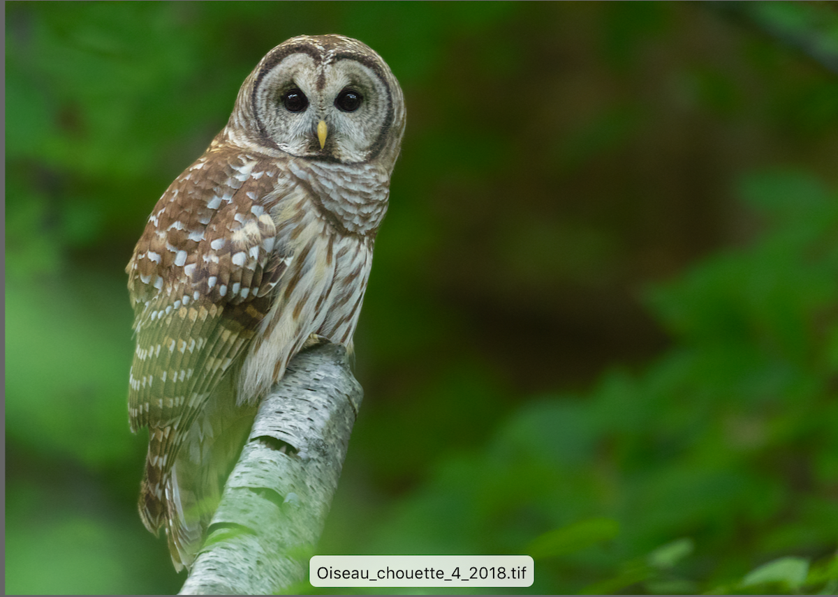 Barred Owl - ML161891221