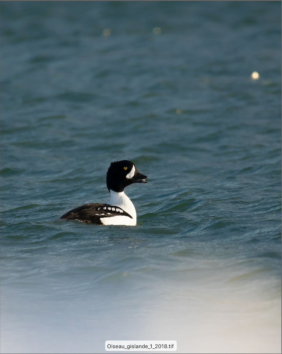 Barrow's Goldeneye - ML161891321