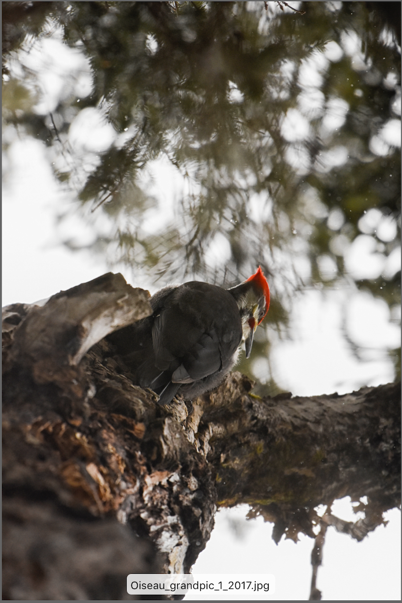 Pileated Woodpecker - ML161891381