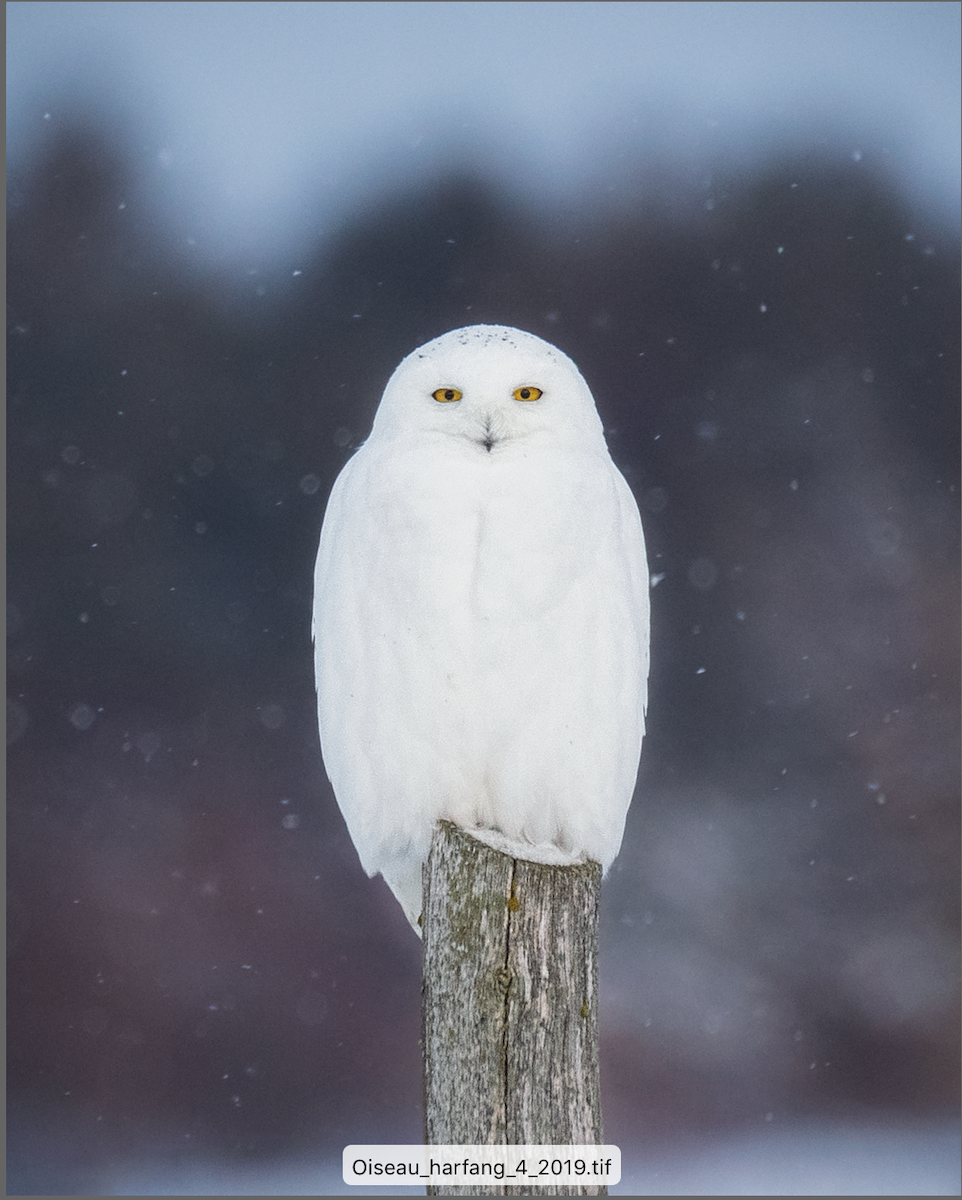 Snowy Owl - ML161891551