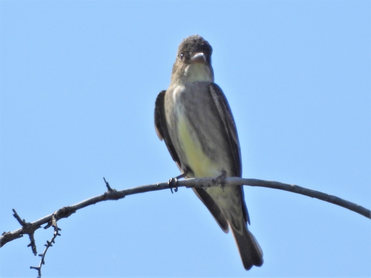 Olive-sided Flycatcher - ML161892521