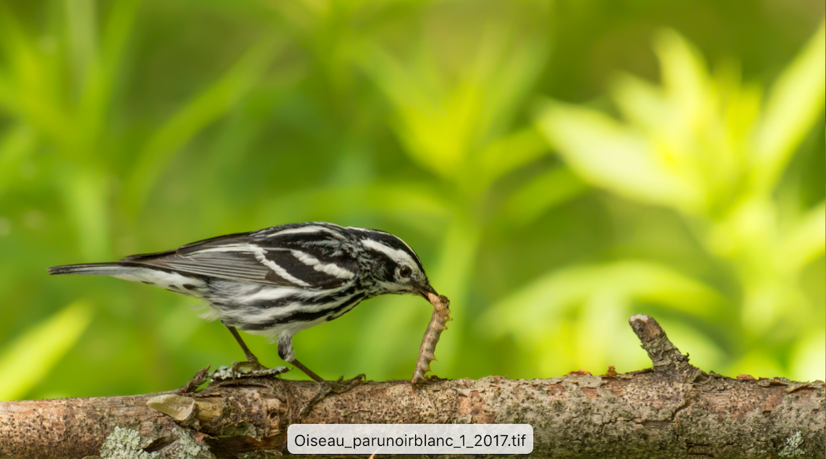 Black-and-white Warbler - ML161892731