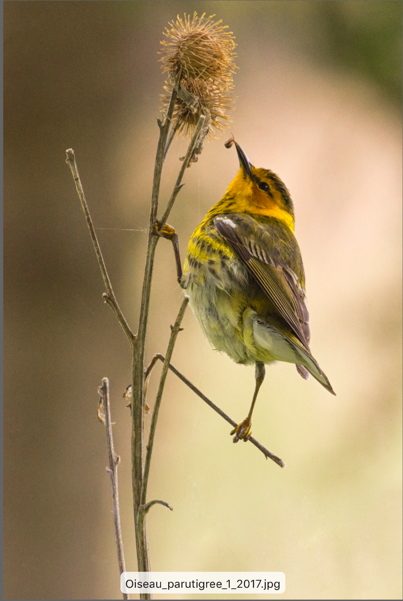 Cape May Warbler - ML161892781