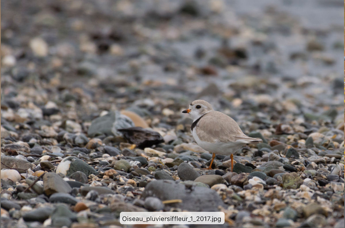 Piping Plover - ML161893131