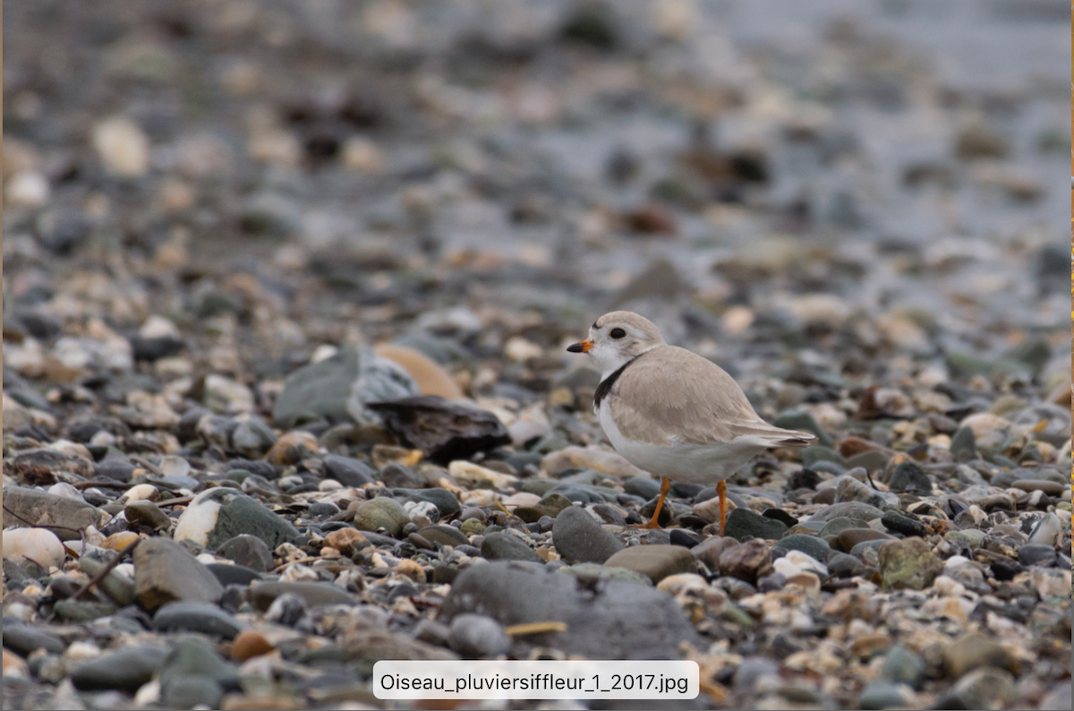 Piping Plover - Eric Deschamps