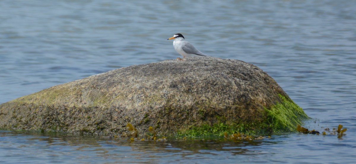 Little Tern - ML161893431