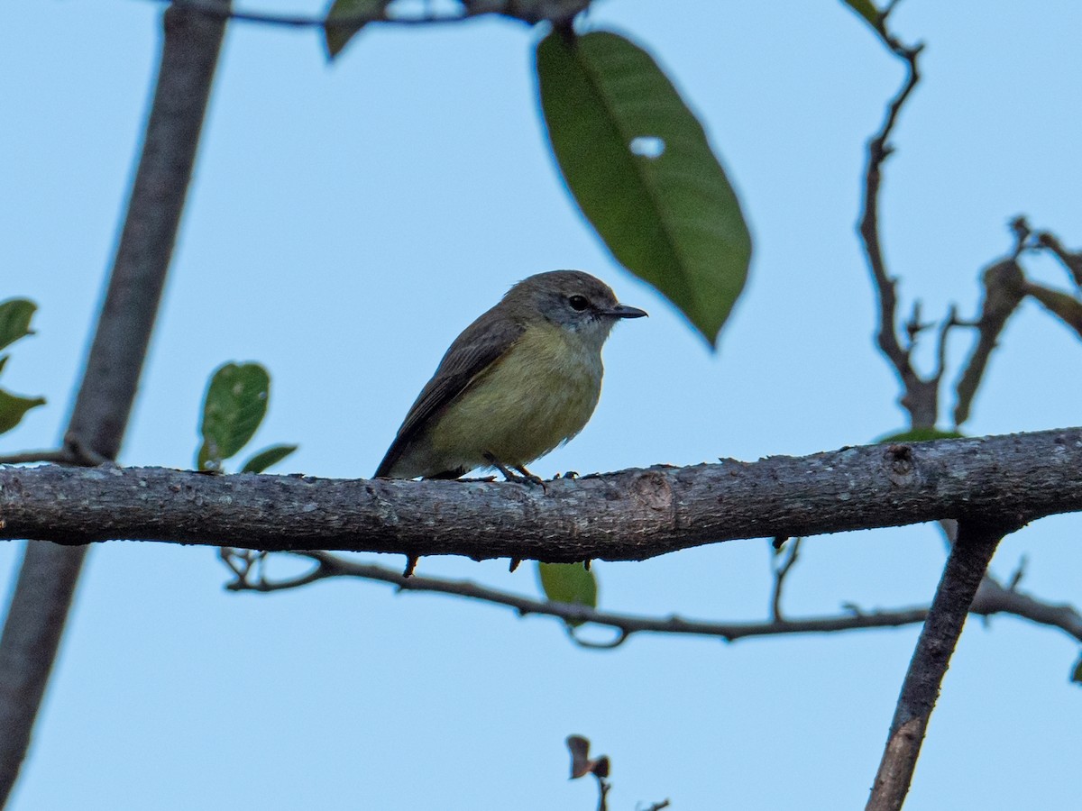 Lemon-bellied Flyrobin - Leigh Wilson