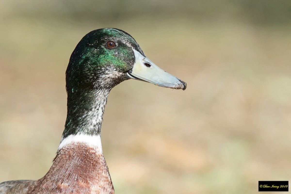 Mallard (Domestic type) - David Irving