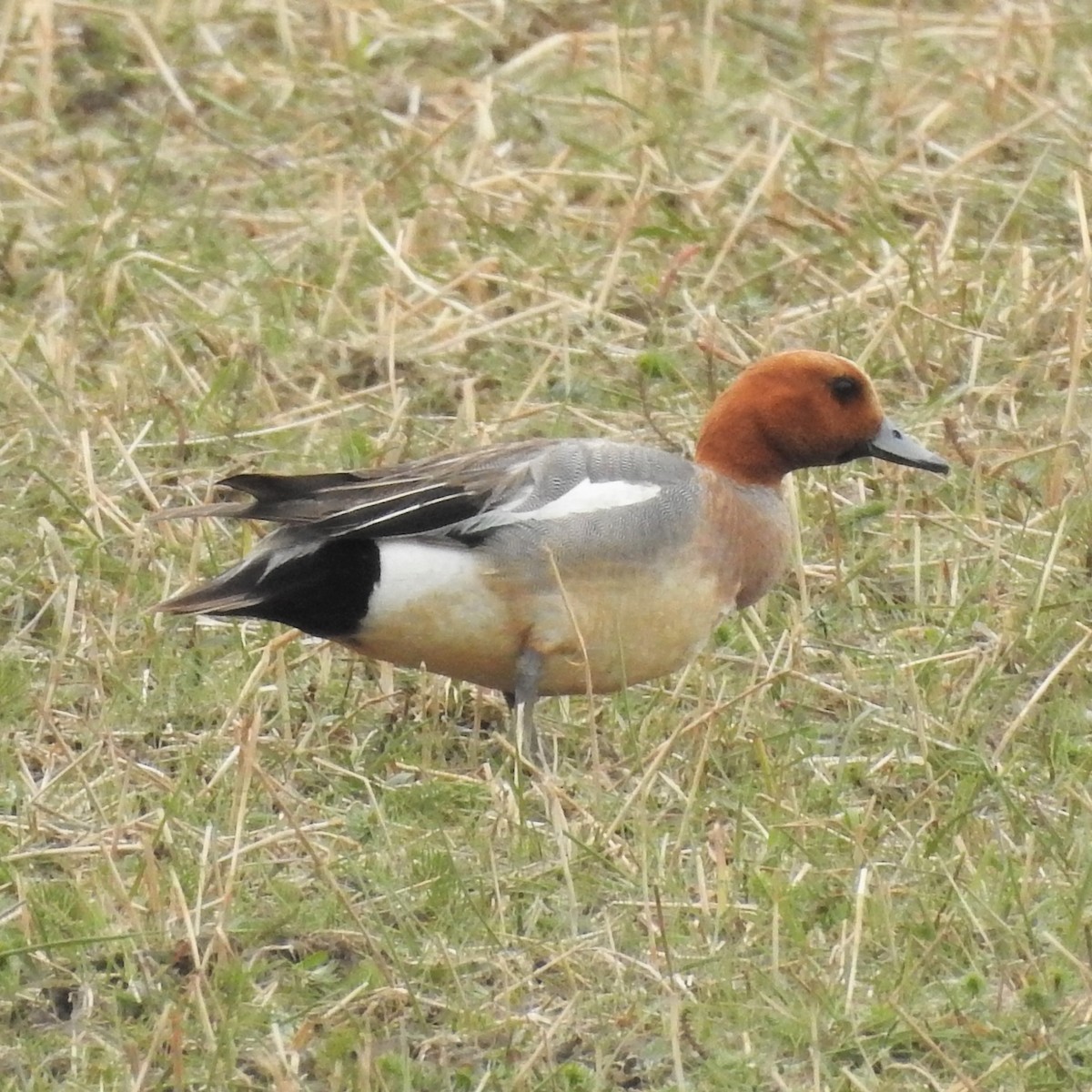 Eurasian Wigeon - ML161895591