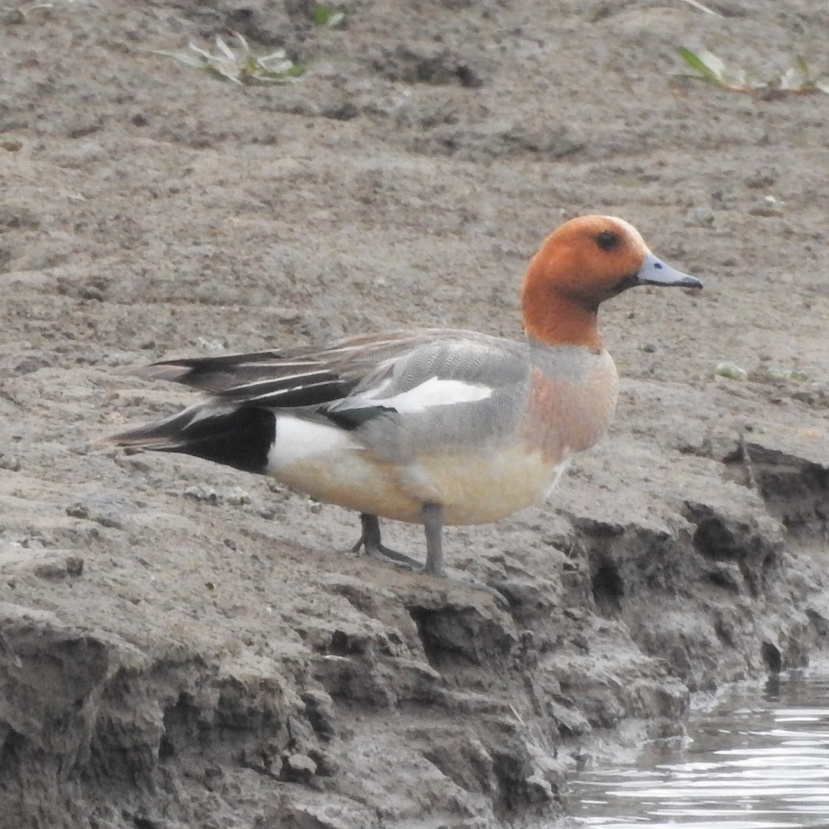 Eurasian Wigeon - ML161895601