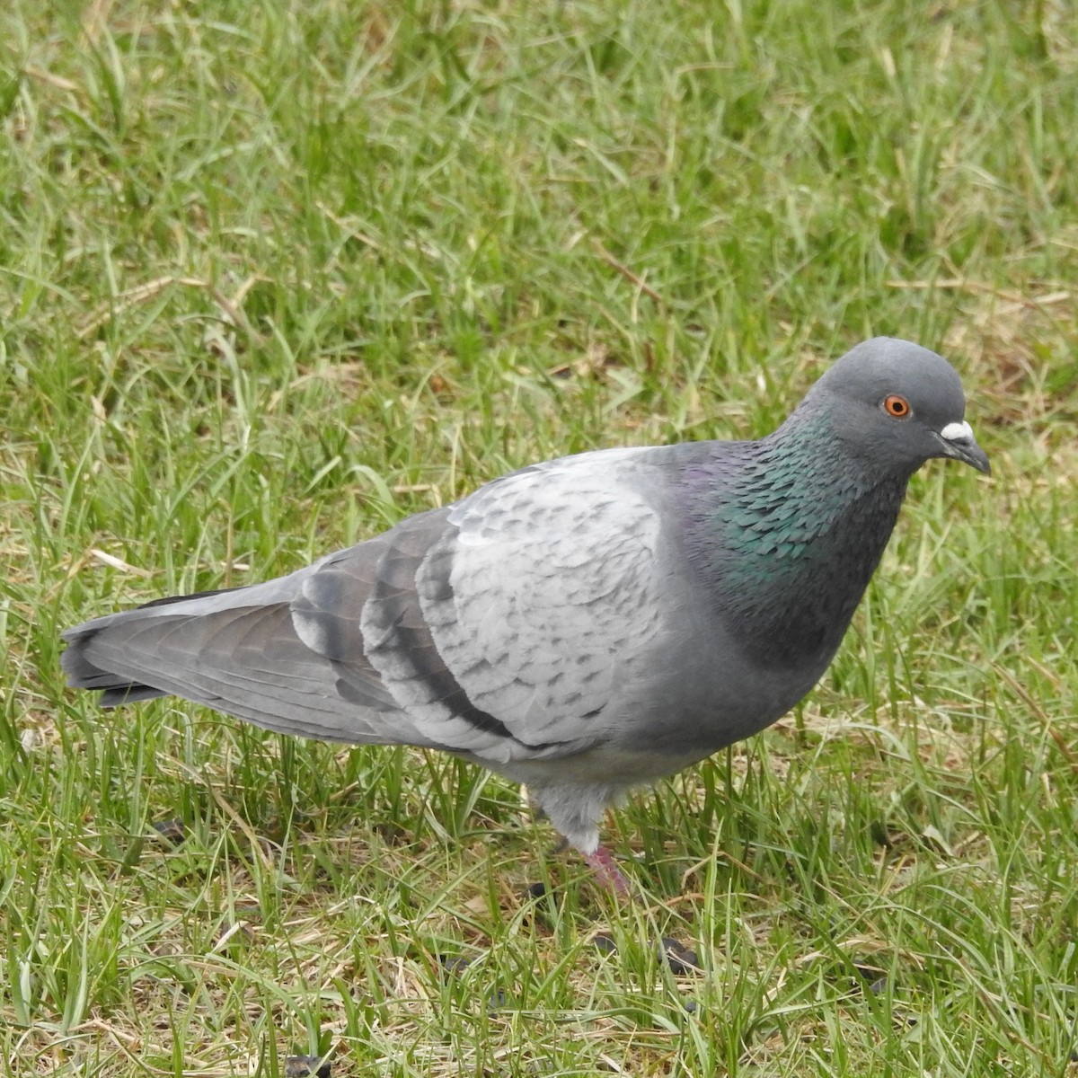 Сизый голубь (Одомашненного типа) - ML161895621