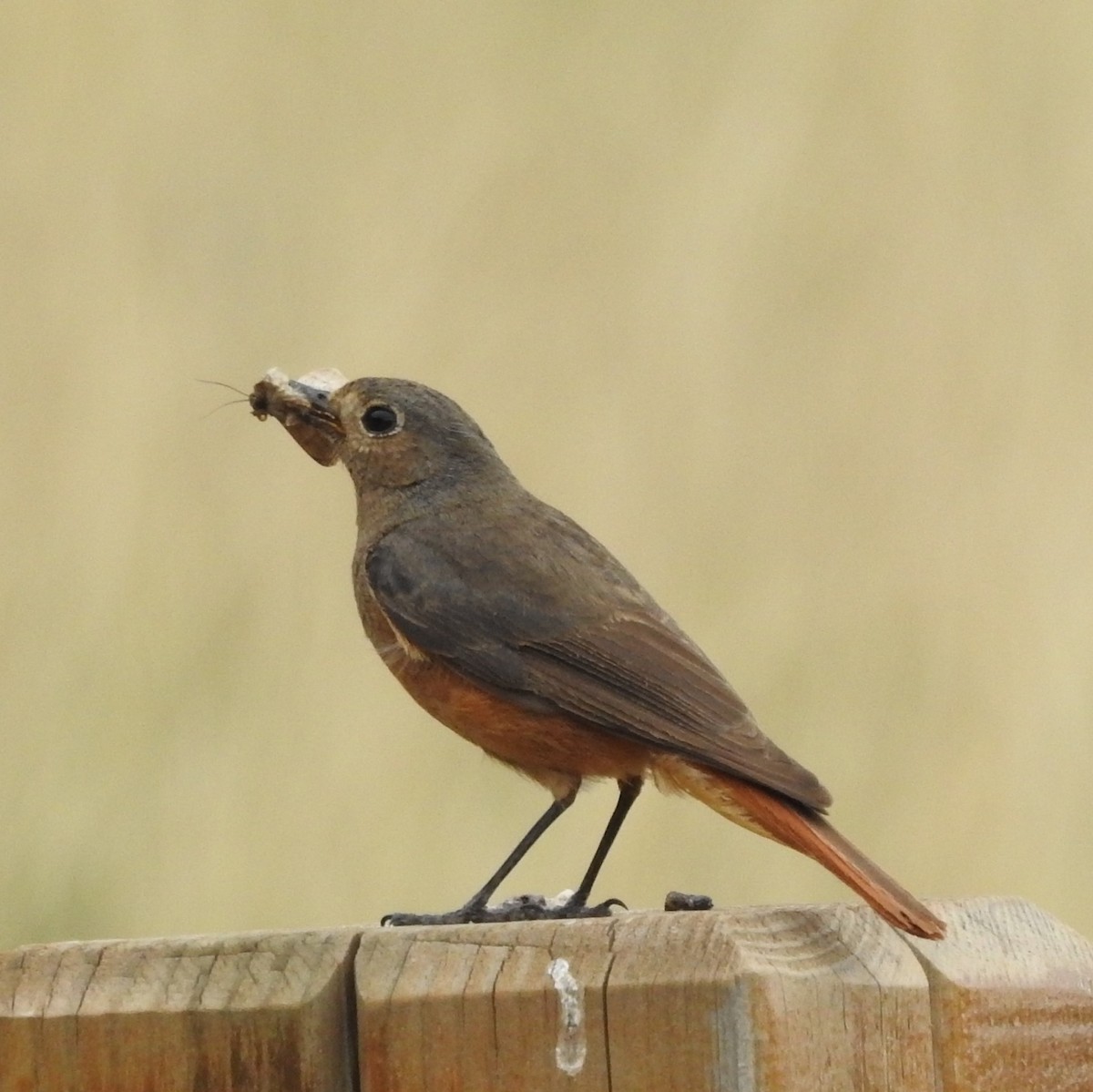 Black Redstart - ML161895641