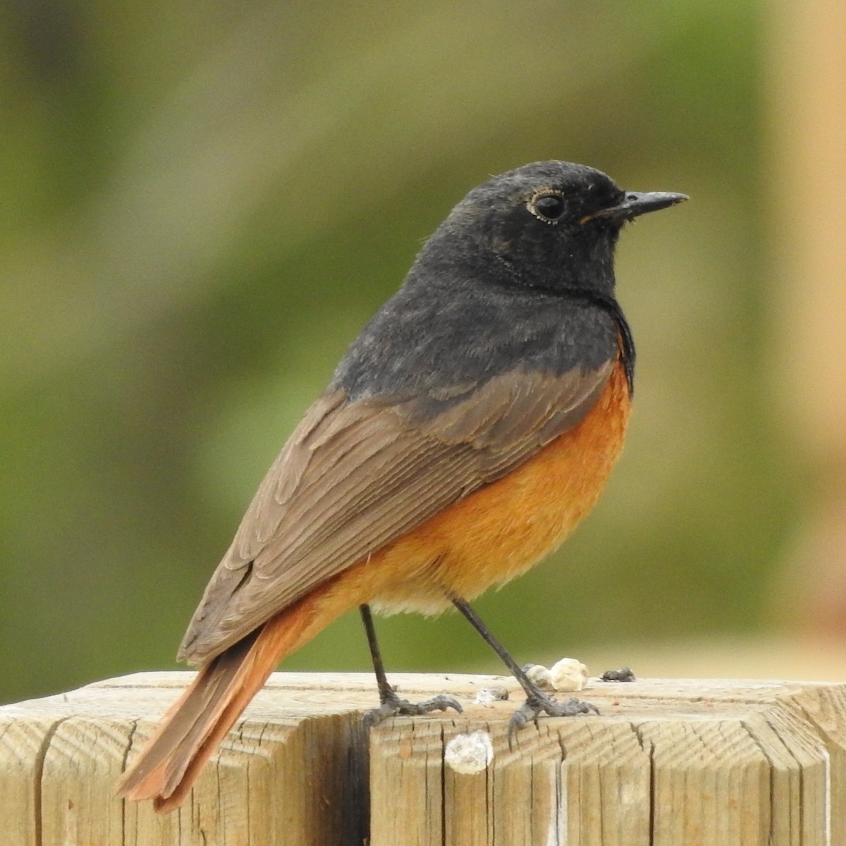 Black Redstart - ML161895661