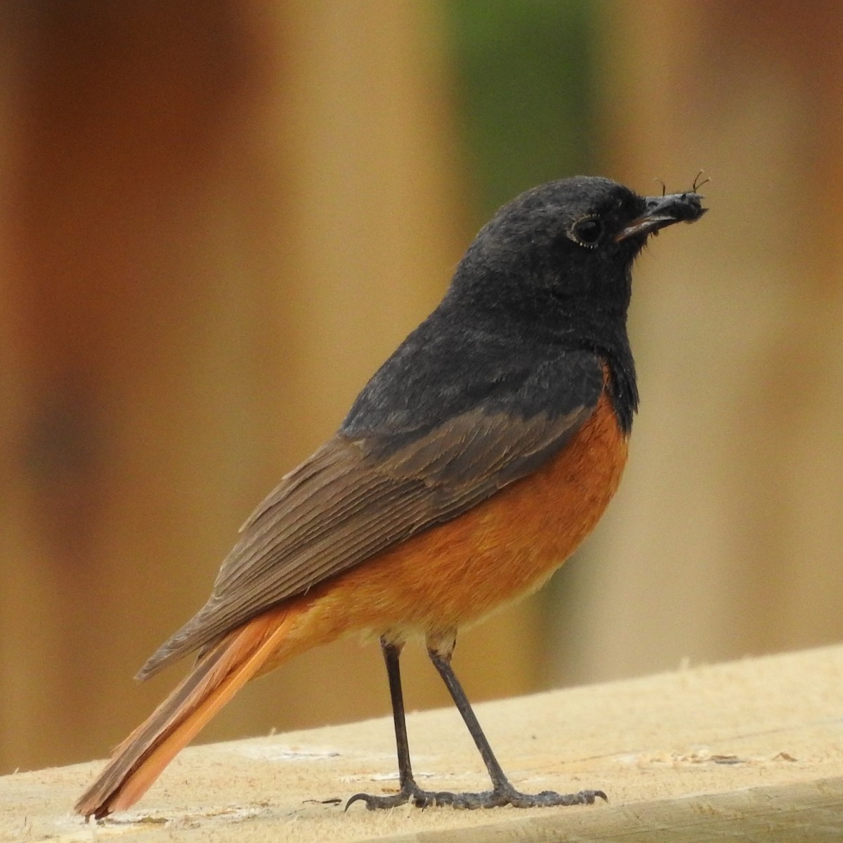 Black Redstart - ML161895671