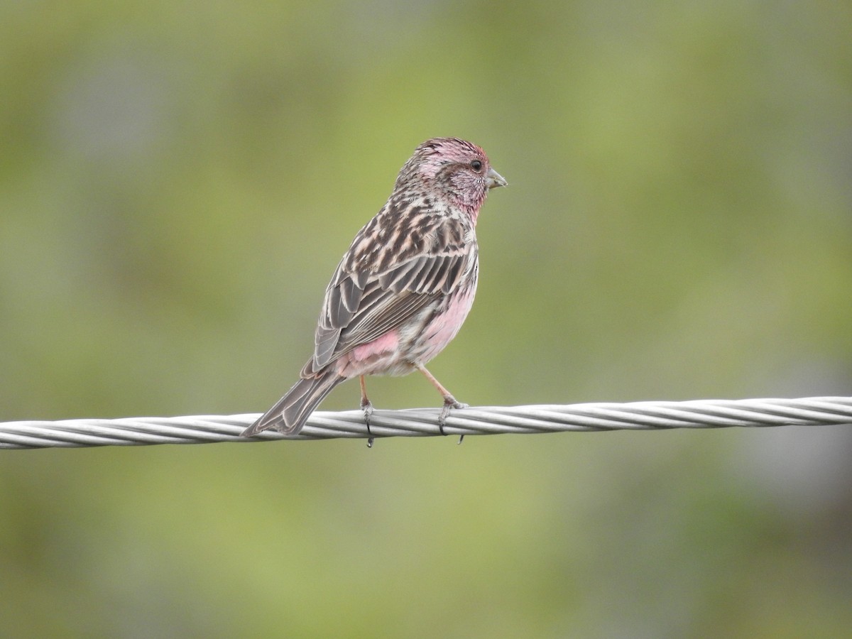 Himalayan Beautiful Rosefinch - ML161895691