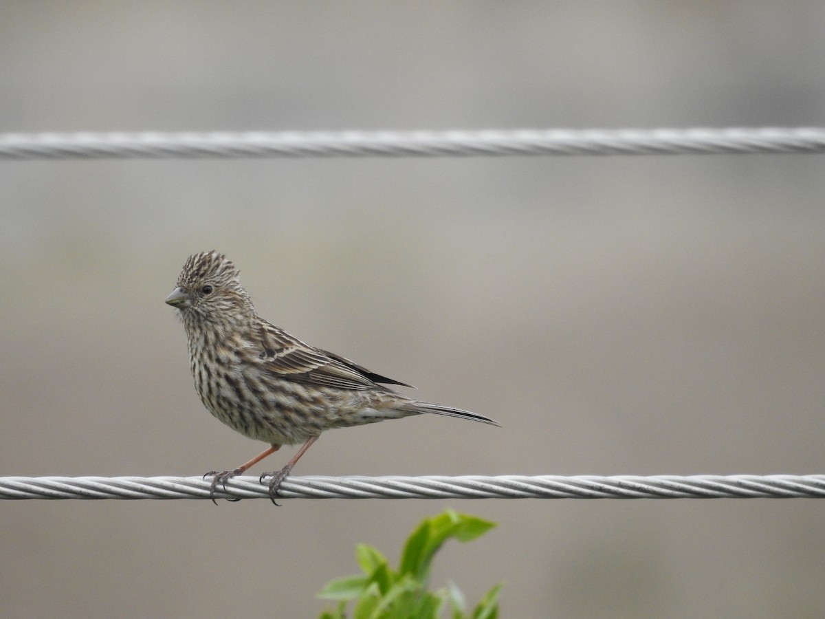 Himalayan Beautiful Rosefinch - ML161895701