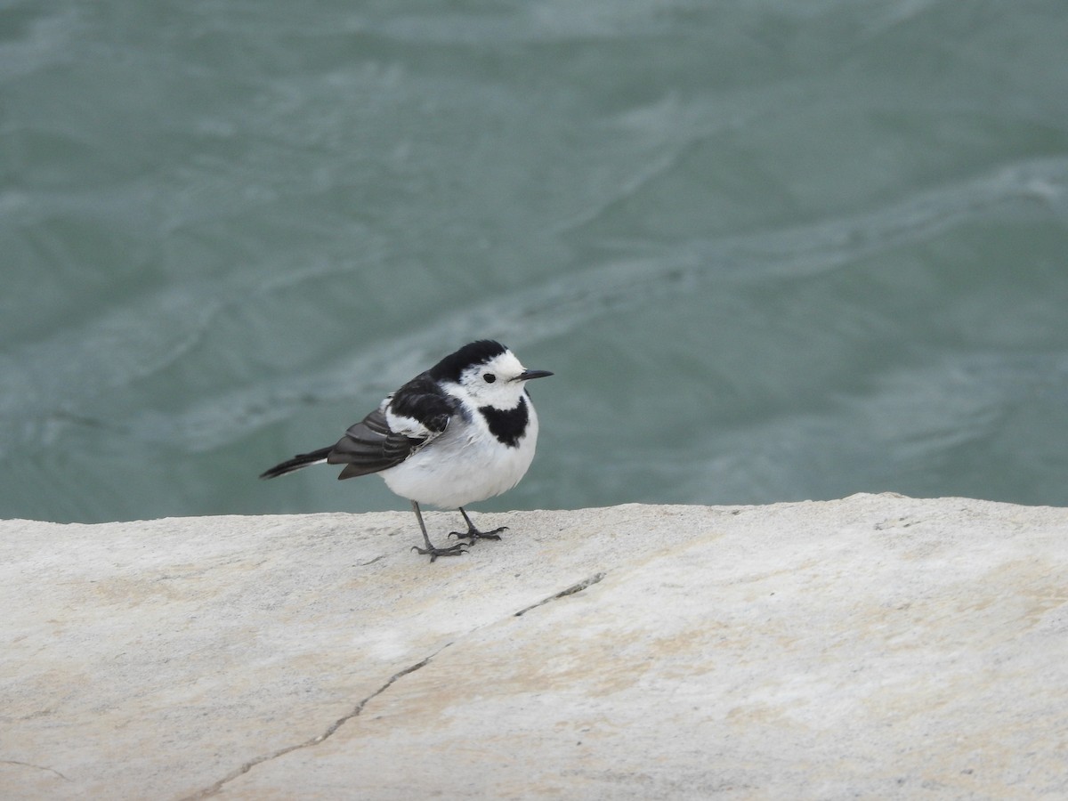 White Wagtail - ML161895751