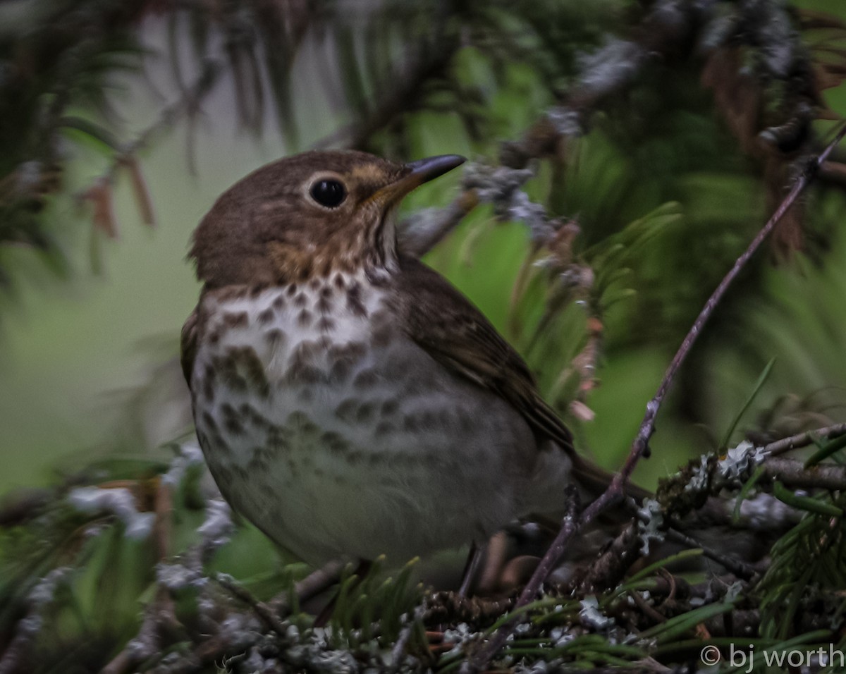 Swainson's Thrush - ML161896081