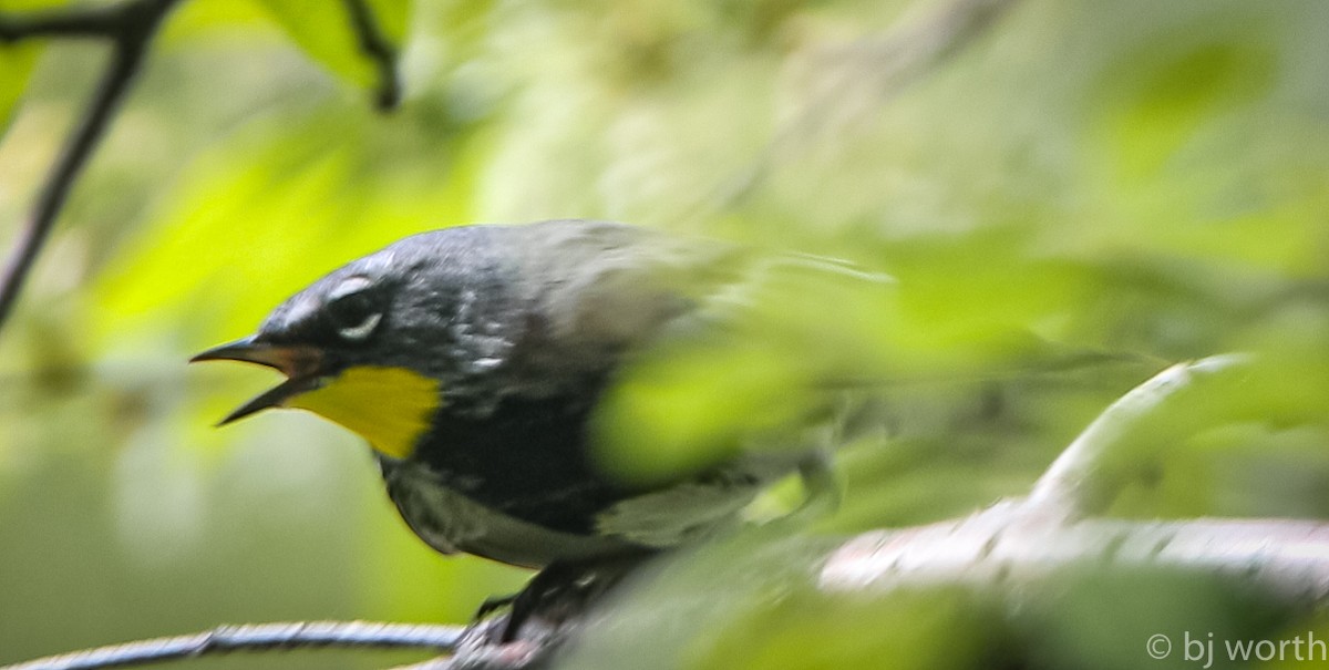 Yellow-rumped Warbler (Audubon's) - ML161896261