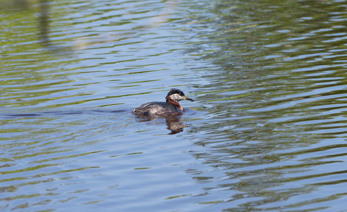 Red-necked Grebe - Andreas Skiljan