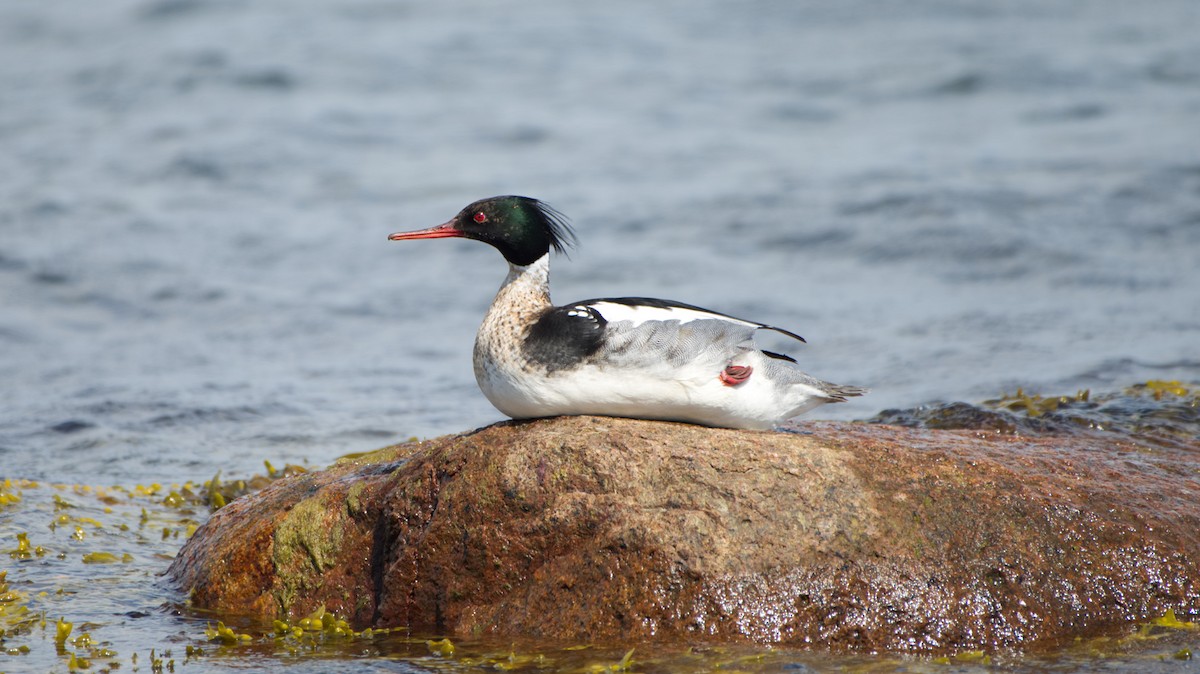 Red-breasted Merganser - ML161897851