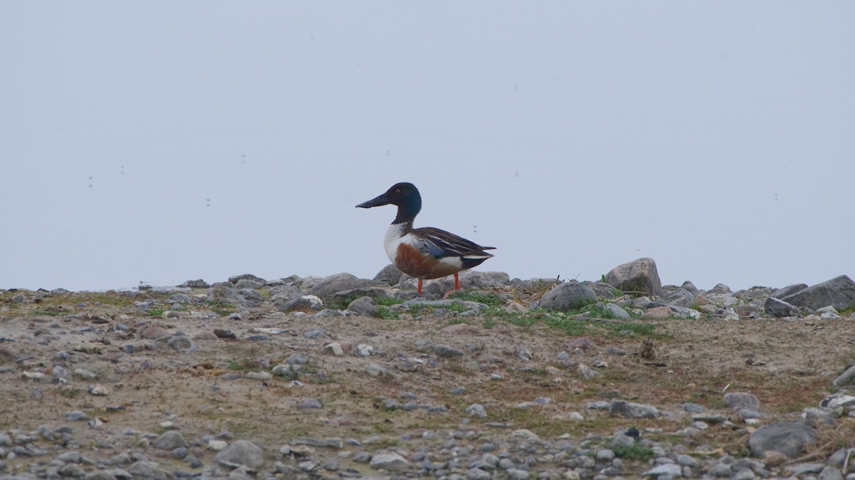 Northern Shoveler - ML161897861