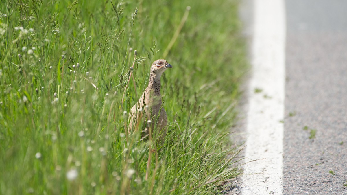 Ring-necked Pheasant - Andreas Skiljan