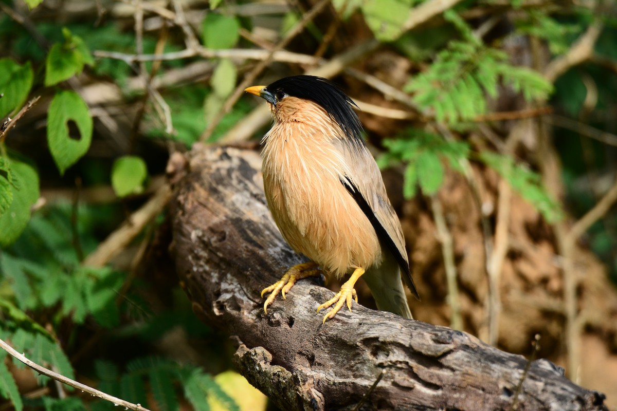 Brahminy Starling - ML161898031