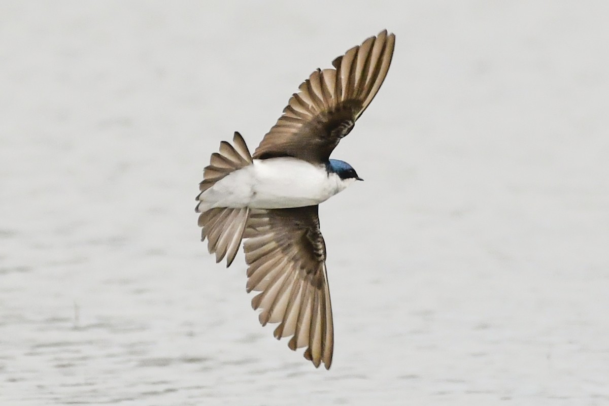 Tree Swallow - ML161898671