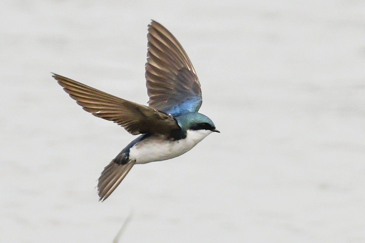 Tree Swallow - Magnus Andersson