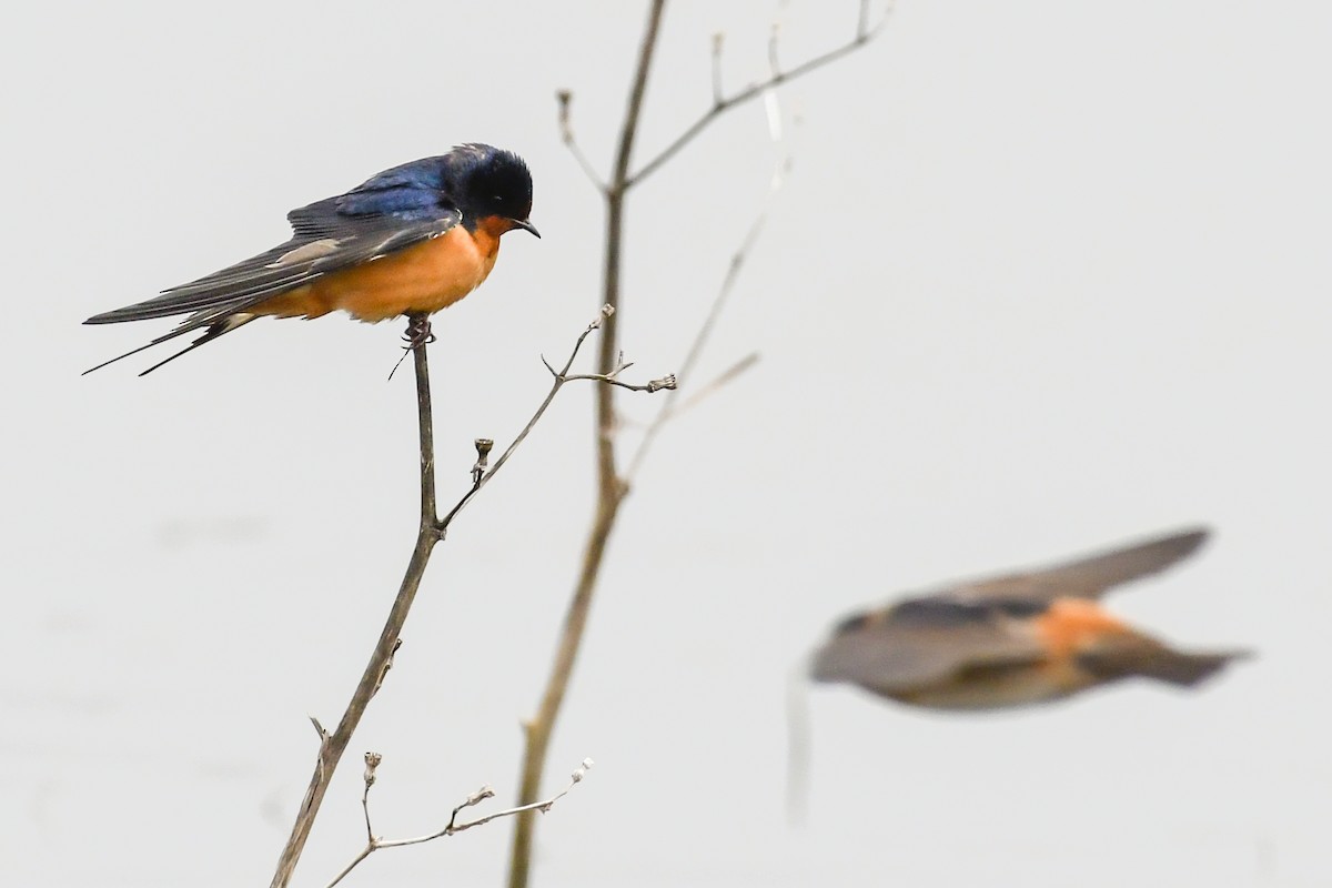 Barn Swallow (American) - Magnus Andersson