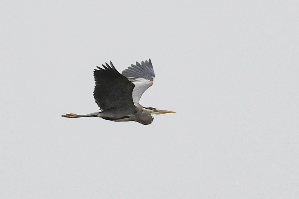 Great Blue Heron - ML161898791