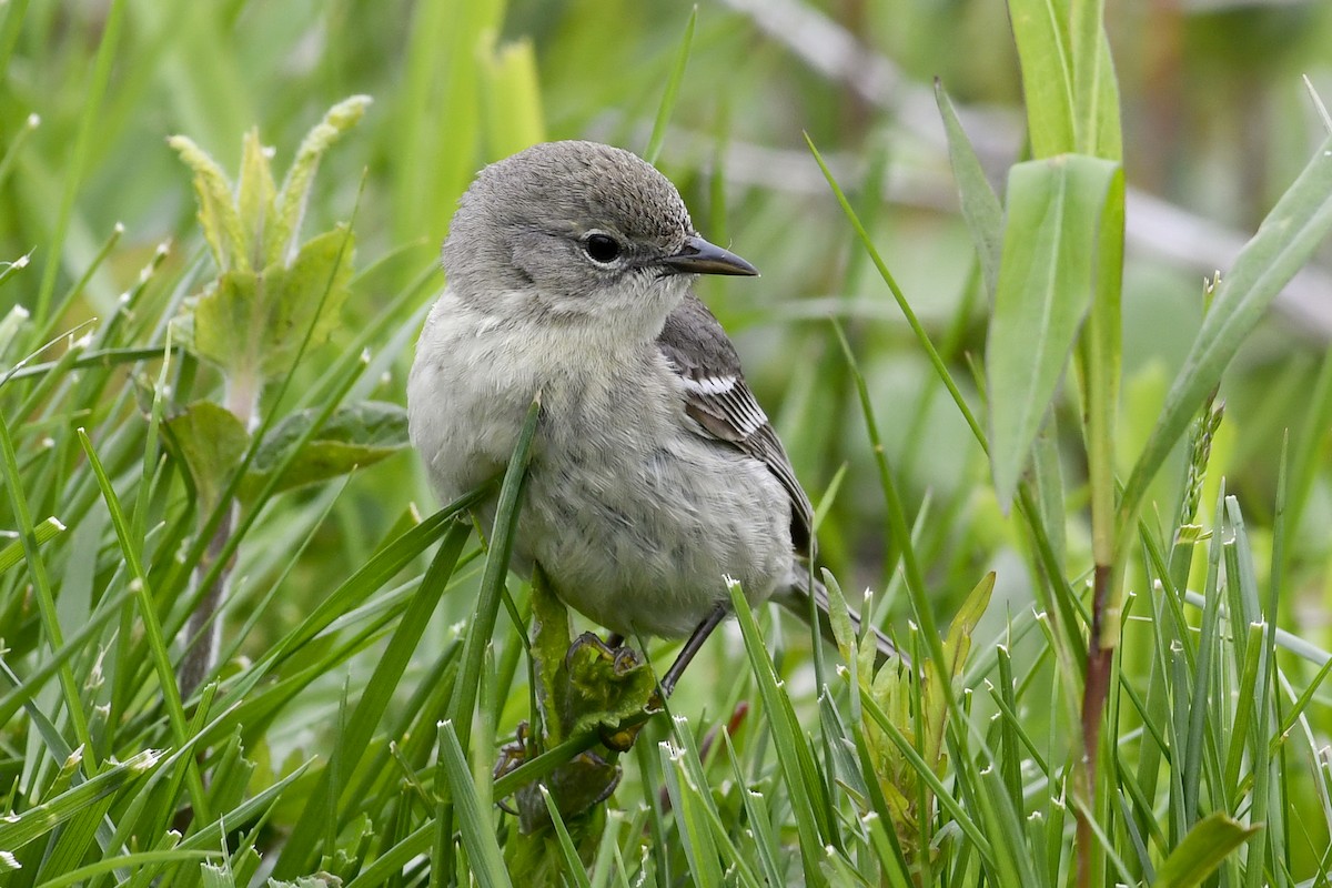 Pine Warbler - ML161898851