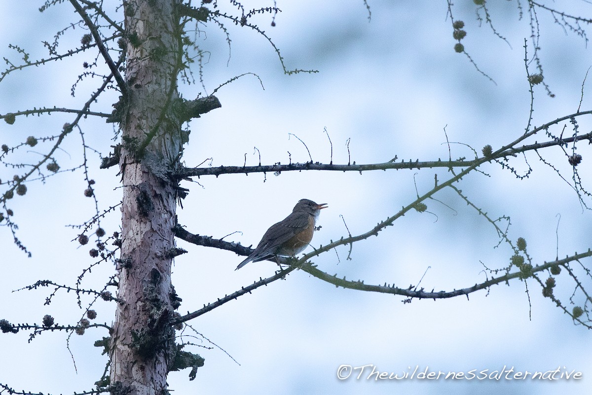 Brown-headed Thrush - Yann Muzika