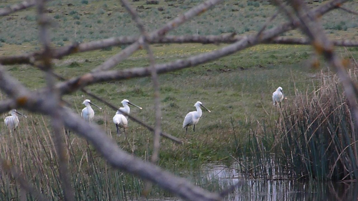 Eurasian Spoonbill - ML161903891