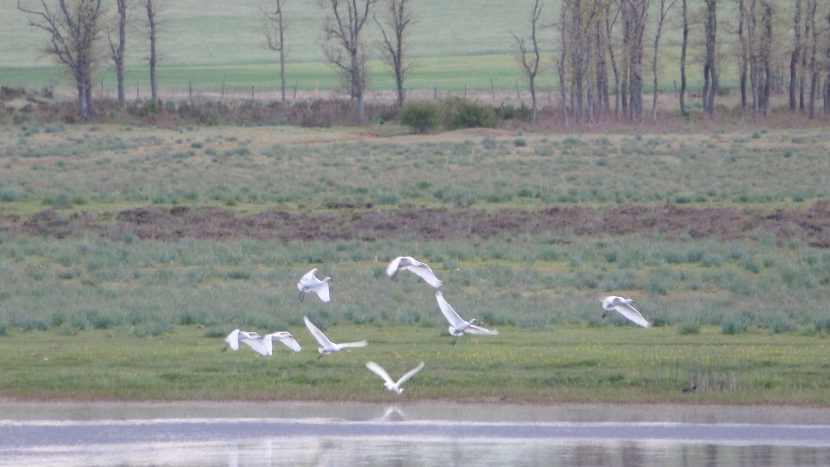 Eurasian Spoonbill - ML161903911