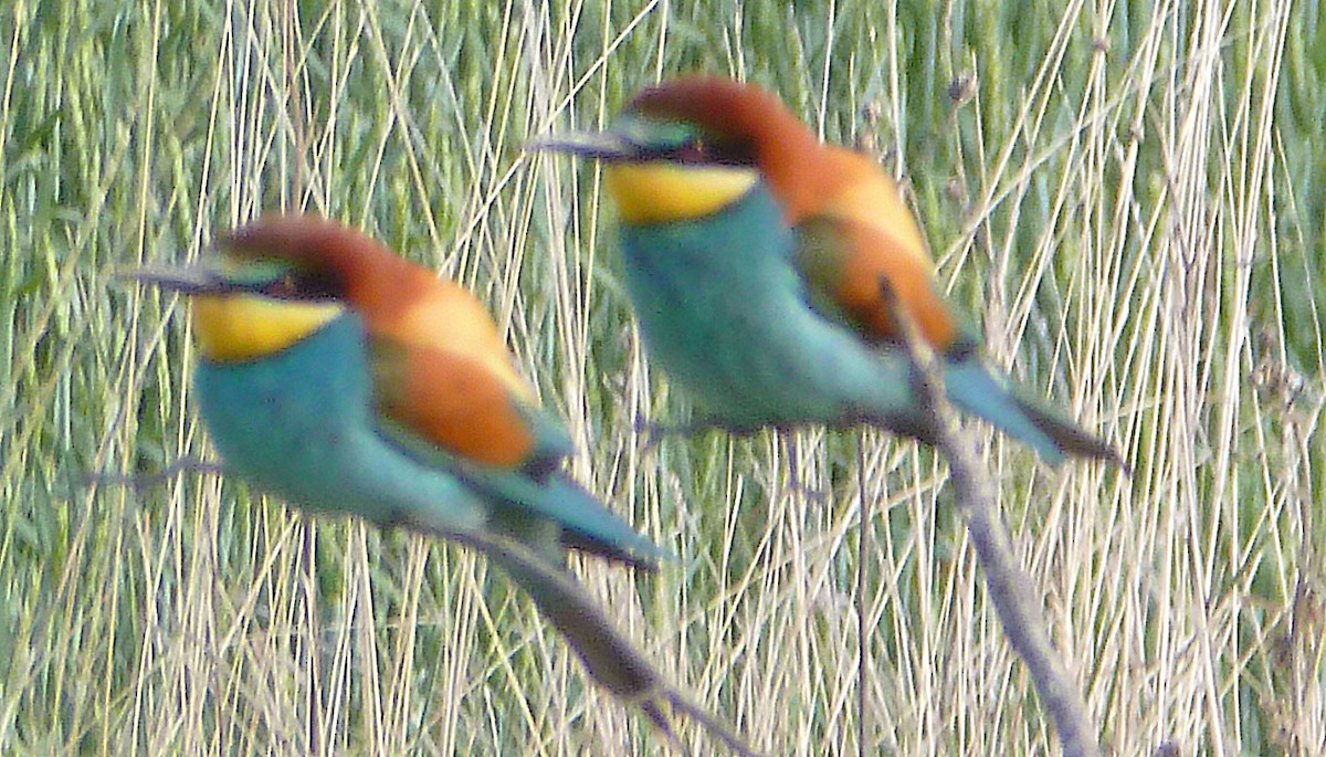 European Bee-eater - ML161903981