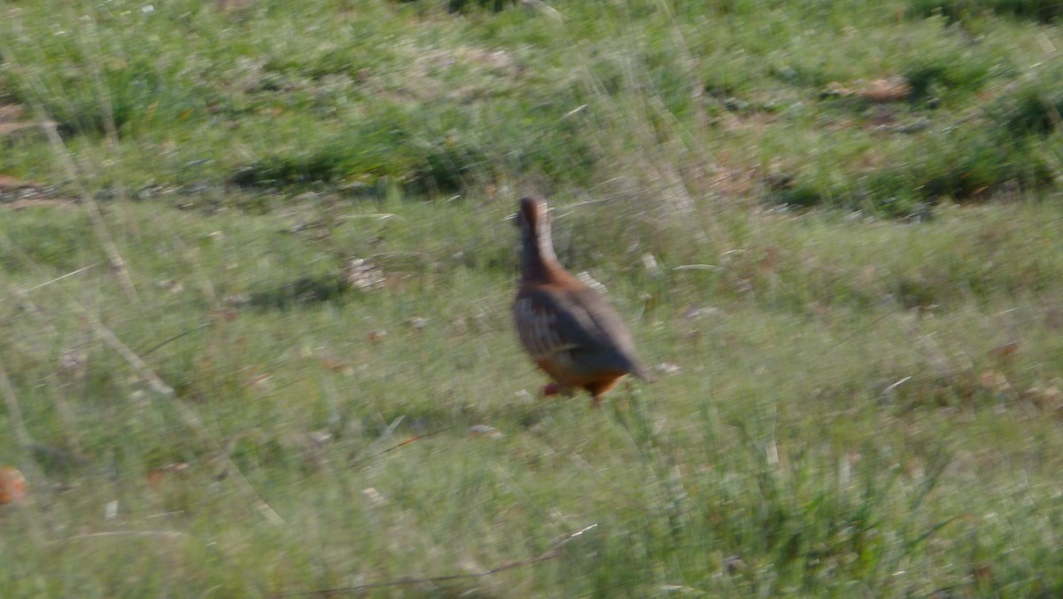 Red-legged Partridge - ML161904011