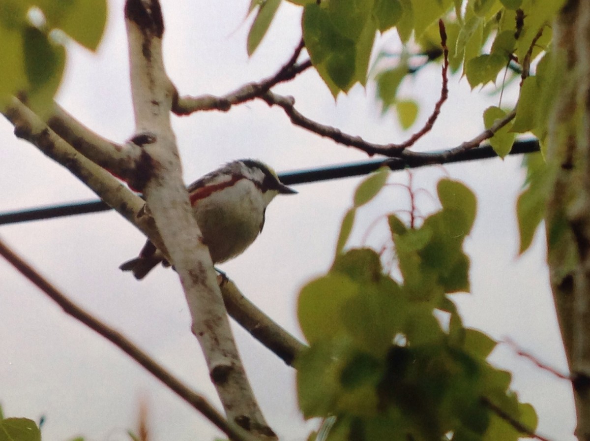 Chestnut-sided Warbler - ML161906201